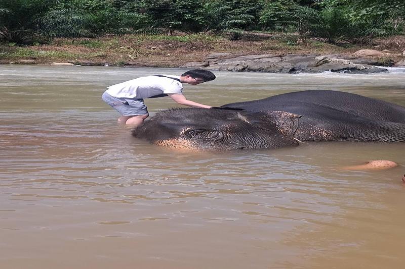 Enjoy an unforgettable elephant bathing experience in Thailand, where visitors interact with these m